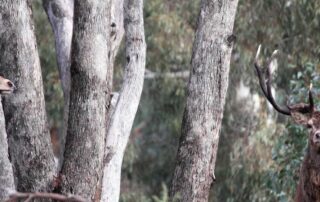 feral-deer-population-forecast-to-explode-if-culling-efforts-are-not-increased