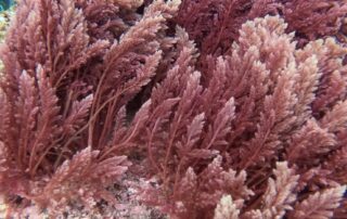 seaweed-trial-aims-to-reduce-environmental-footprint-of-aquaculture-and-livestock-industries