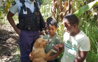 ‘if-it’s-a-good-hunter,-the-ears-are-chopped-off’:-dognappers-target-pets-for-wild-pig-hunting-in-fiji