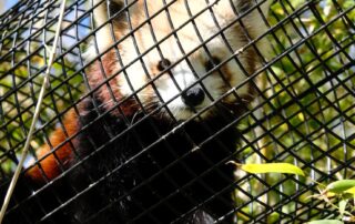 red-panda-escapes-adelaide-zoo,-sparks-two-day-search