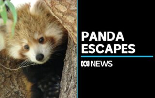 red-panda-escapes-adelaide-zoo