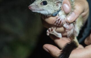 endangered-marsupial-given-new-lease-on-life-as-12-animals-released-in-south-australian-reserve