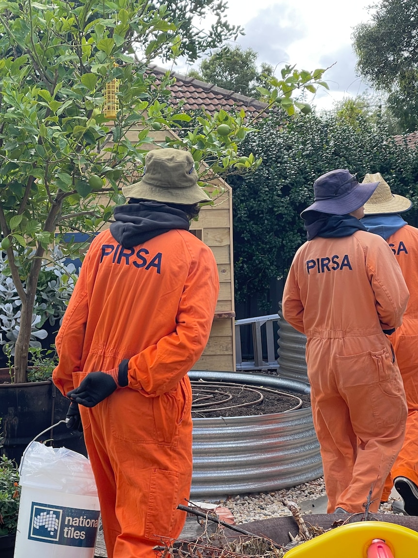 Riverland residents get free fruit tree removal to help control fruit fly SA Police News