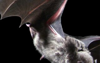 ‘fair-dinkum-local’-species-crowned-2022-australian-mammal-of-the-year
