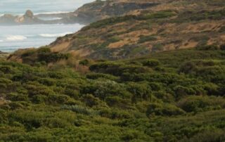 fears-for-whales,-dolphins-if-‘incredibly-damaging’-seismic-ocean-blasts-are-approved