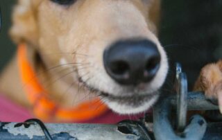 sa-greyhound-trainer-has-licence-suspended-amid-live-baiting-allegations