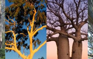 river-red-gum-crowned-australia’s-favourite-native-tree,-leaving-moreton-bay-fig-fans-and-boab-boosters-gutted