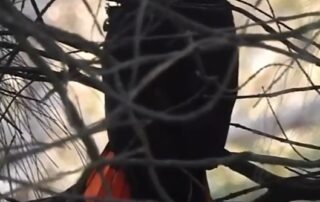 ‘male-bias’-and-bushfires-behind-first-glossy-black-cockatoo-sighting-on-sa-mainland-in-50-years