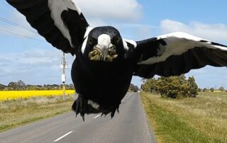 boy-repeatedly-chased-by-swooping-magpie-at-football-match-a-‘perfect-target’-for-annoyed-bird