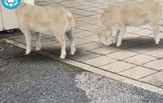 augmented-reality-app-to-help-identify-sheep-diseases-like-foot-and-mouth-disease