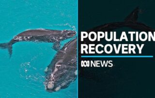 southern-right-whale-populations-recovering,-scientists-say
