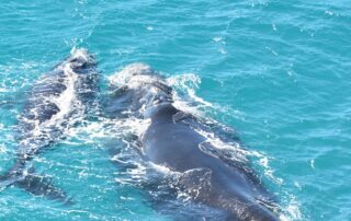 study-shows-southern-right-whales-are-finding-their-way-to-original-spots-to-birth-calves