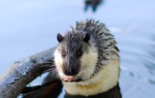 a-quarter-of-australian-mammals-are-rodents.-now-we-know-how-—-and-when-—-they-arrived