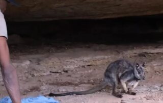 rare-wallabies-return-to-apy-lands-for-first-time-in-60-years