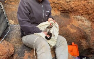 40-rare-wallabies-released-in-everard-range