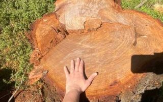 sacred-‘grandmother-tree’-allegedly-cut-down-by-trespassers-on-aboriginal-community’s-land