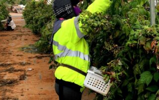 fair-work-crackdown-across-four-states-finds-dozens-of-farms-not-paying-workers-correctly