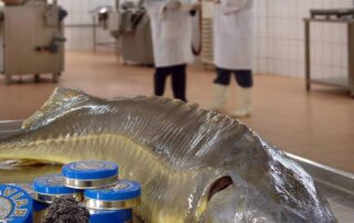 it’s-illegal-now,-but-one-of-the-world’s-most-expensive-delicacies-could-soon-be-produced-in-australia