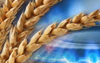 europe’s-energy-crisis-sparks-a-shutdown-in-fertiliser-production