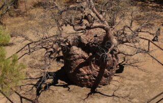 twenty-six-of-australia’s-top-judges-went-bush-to-see-this-tree-—-and-it-could-change-the-justice-system