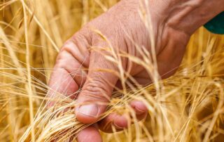 farmer-confidence-dips-to-its-lowest-point-in-three-years