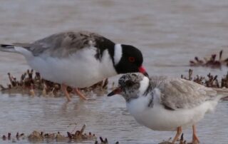 numbers-of-threatened-hooded-plover-increase-on-eyre-peninsula
