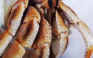 hermit-crabs-aren’t-real-crabs.-there-are-hundreds-of-other-crustacean-pretenders-living-right-under-our-noses