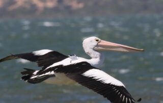 wearing-a-solar-backpack,-one-of-these-storm-boy-pelicans-flew-to-the-gulf-of-carpentaria,-and-back