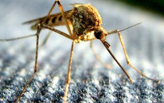 exotic-disease-threat-on-the-rise-as-climate-change-alters-habitats,-scientists-say