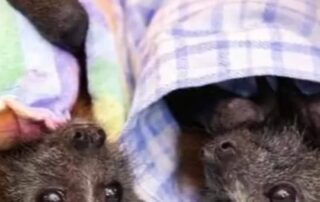 julya-made-pouches-for-australian-animals-during-the-bushfires,-but-now-needs-help-herself