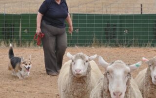 corgis-herding-livestock?-the-farm-dog-fit-for-a-queen