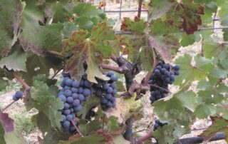 new-grape-vine-virus-detected-in-three-states,-but-industry-says-no-cause-for-panic