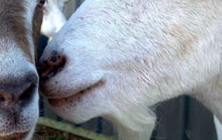 goats-as-weed-killers?-it’s-no-bleat-up,-mayoral-candidate-insists
