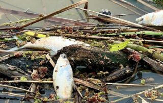 floods-blamed-for-dead-fish-in-their-‘hundreds’-along-lower-murray