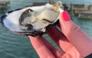 almost-2,000-dozen-oysters-are-shucked-and-ready-for-oysterfest’s-return