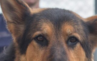dog-squad-proposal-for-outback-town-facing-crime-‘crisis’-under-government-consideration