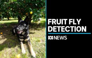 south-australia-trains-dogs-to-detect-major-pests