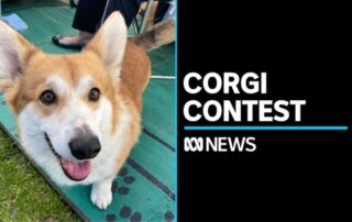 the-corgi-competition-with-a-royal-connection