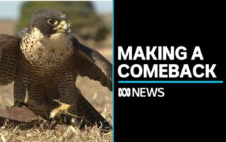final-state-set-to-update-peregrine-falcon-status-from-rare-to-secure