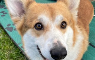 corgis-from-adelaide-hills-dog-club-with-a-royal-connection-compete-for-‘queen’s-trophy’