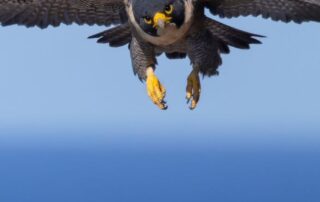 from-under-threat-to-thriving:-the-peregrine-falcon’s-‘remarkable’-resurgence