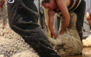 despite-a-cracking-season-for-producers,-wool-prices-are-sliding.-is-this-a-sign-of-things-to-come?