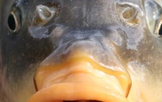 national-carp-control-plan-handed-to-agriculture-department-after-years-of-delays