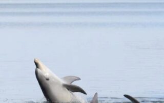 arsenic-is-being-flushed-into-this-dolphin-sanctuary-and-animals-keep-dying
