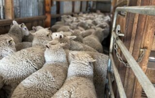 tide-turns-on-shearing-industry’s-workforce-woes