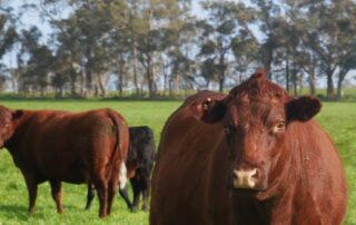 wa-farmer-loses-$16,000-in-facebook-cattle-scam