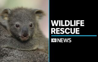 wildlife-charity-opens-new-clinic-in-anticipation-of-more-bushfires