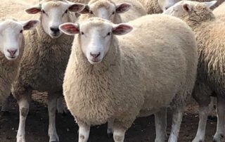 quorn-livestock-mauled-to-death-in-savage-dog-attack