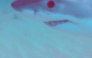 shark-inflicts-‘jump-scare’-on-kayaker-as-camera-footage-reveals-close-encounter-off-adelaide