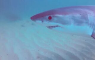 shark-spotted-near-adelaide’s-grange-jetty